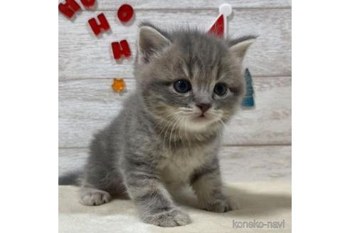 成約済の山梨県のスコティッシュフォールド-41036の2枚目